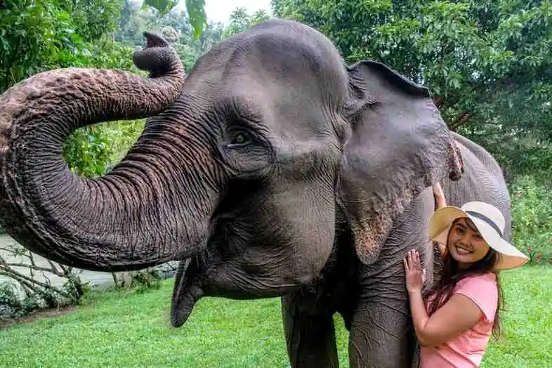 How To Visit Tangkahan Elephant Sanctuary In Sumatra