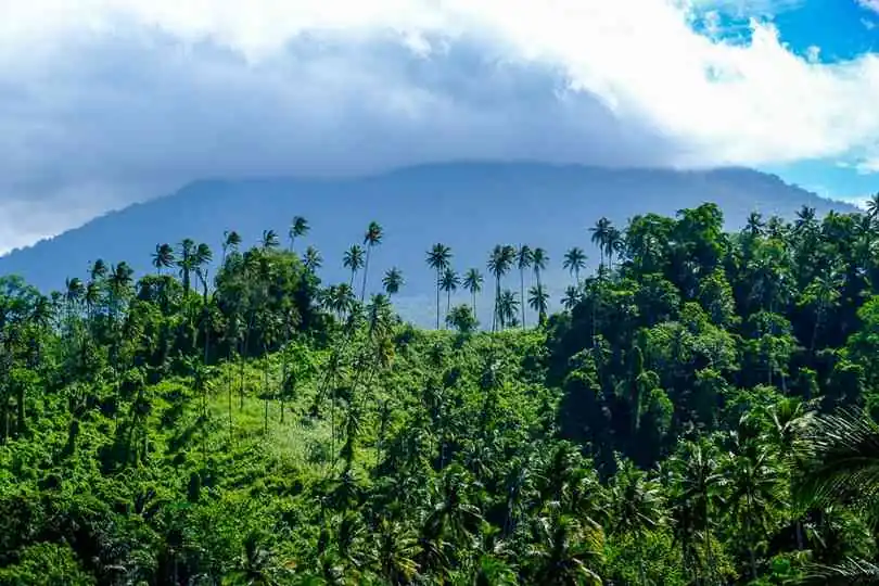 How To Visit Tangkoko National Park In Sulawesi
